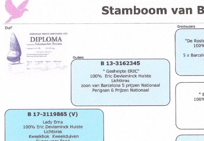 Ras Romain Schoonacker Uit Zwevezele
Super ras Eric Devlaminck Hulste