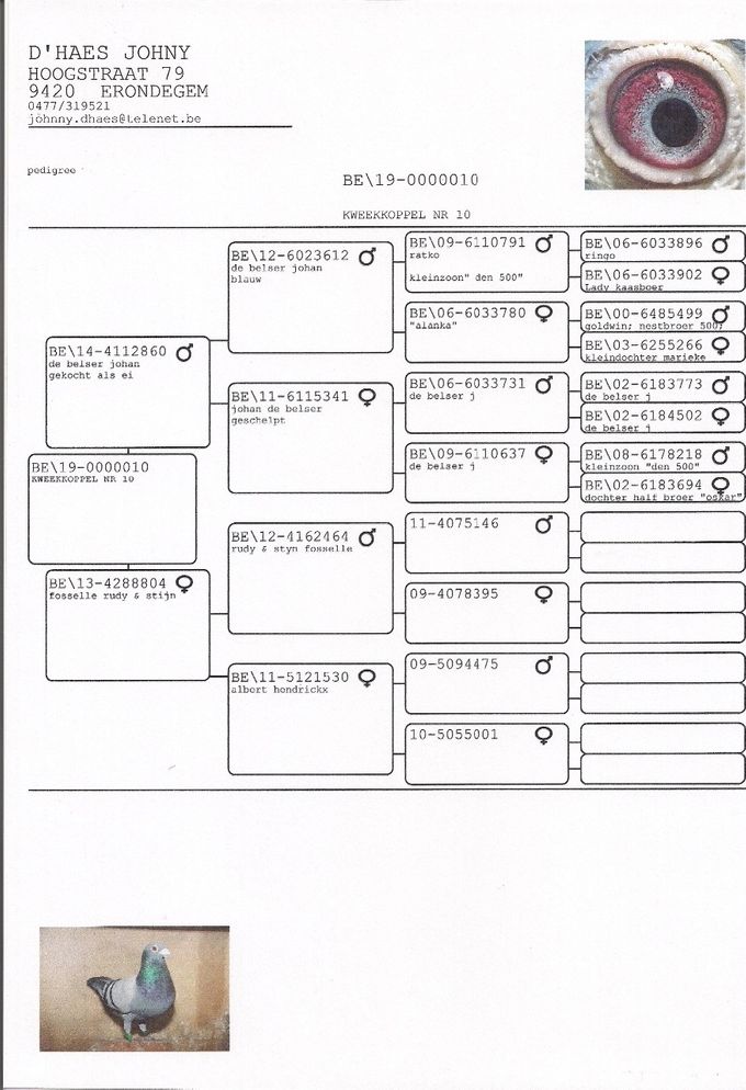 Kweekduiven = Kweekkoppel Nr 10